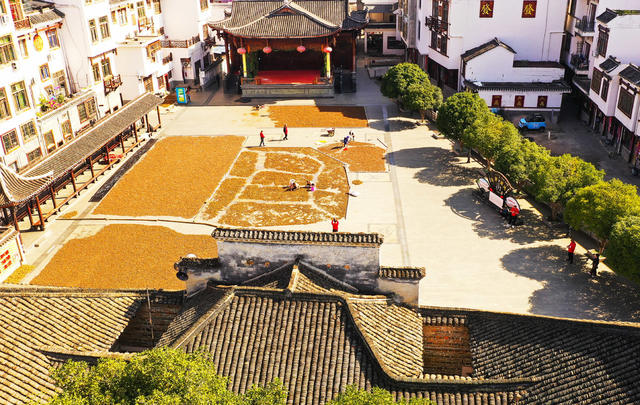 油茶  晾晒  丰收  采收