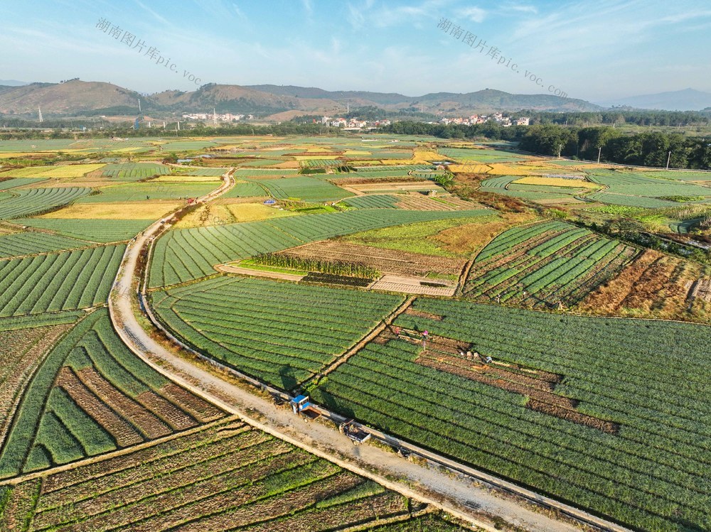 藠头
道县
特色产业