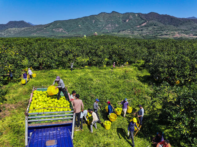 “柚”到飘香时