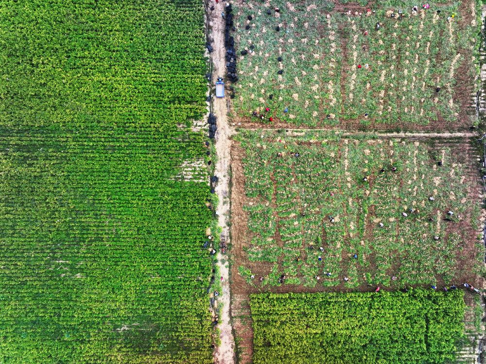 经济  农业  增收门路  特色种植 
 生姜  收获季