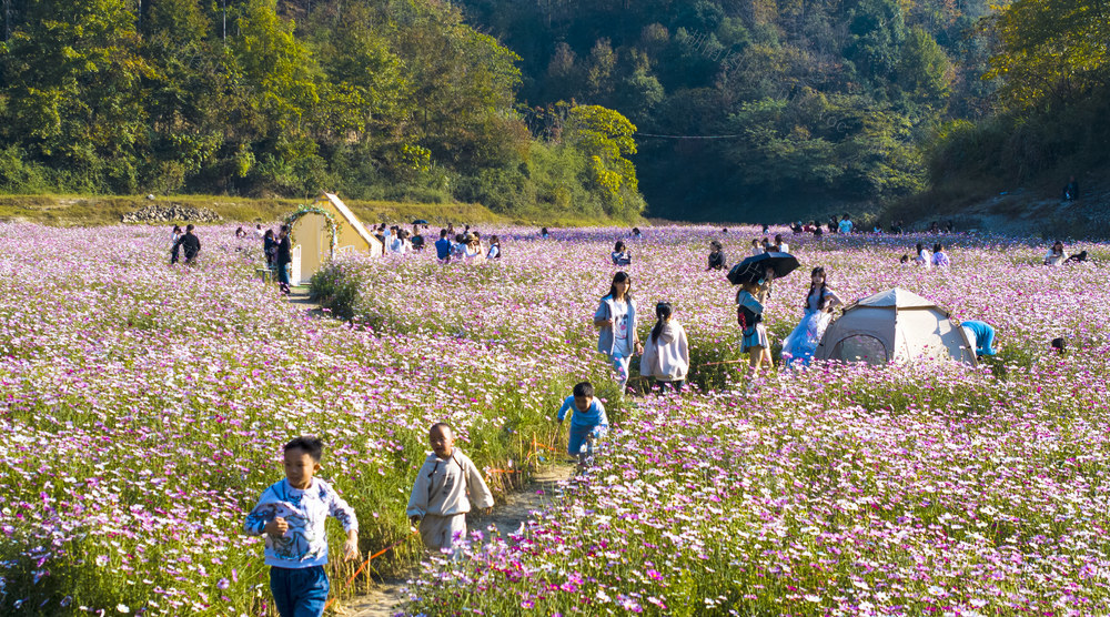 乡村游 乡村振兴 旅游 花海 格桑花