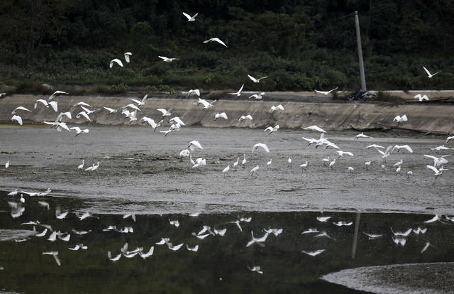 初冬时节 生态环境 白鹭 美丽乡村 鱼塘 生态画卷
