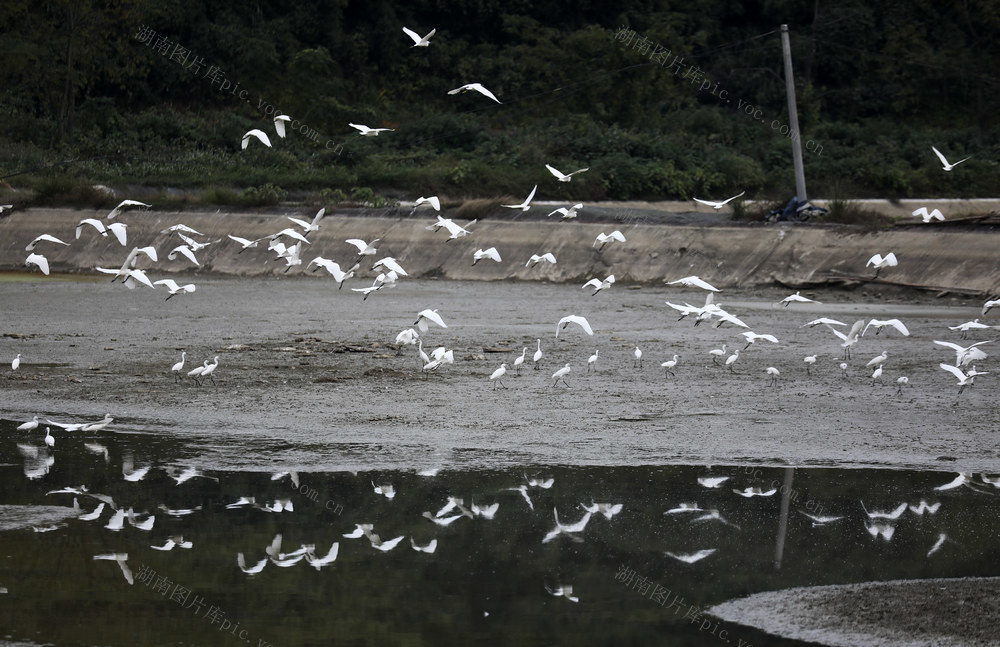 初冬时节 生态环境 白鹭 美丽乡村 鱼塘 生态画卷