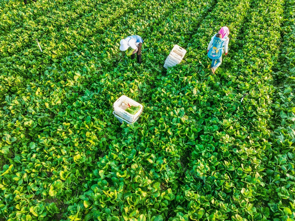 蔬菜
采收
道县
