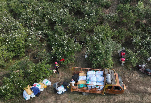 油茶丰收采摘忙