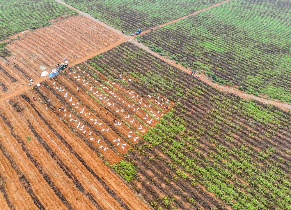 特色
道县
淮山