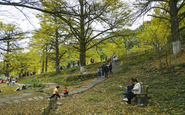 大美中国 冬景 初冬景色 银杏 银杏黄叶 古银杏林 休闲 旅游