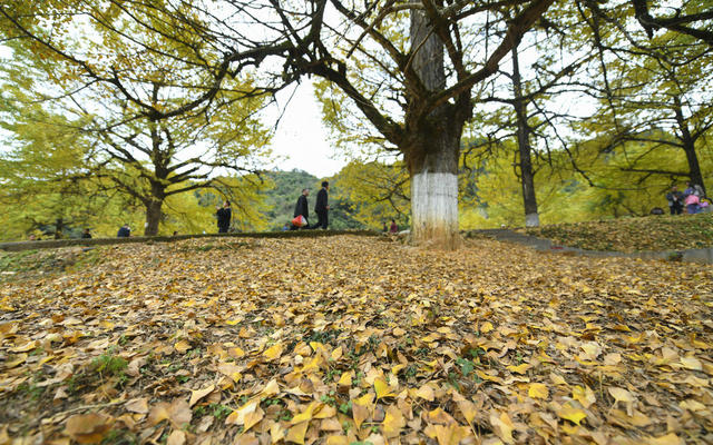 大美中国 冬景 初冬景色 银杏 银杏黄叶 古银杏林 休闲 旅游