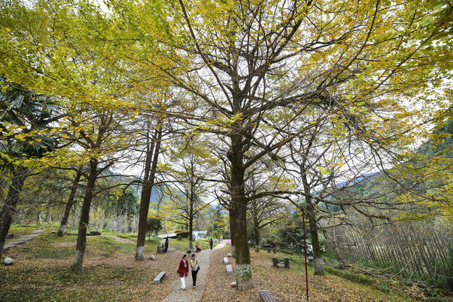 大美中国 冬景 初冬景色 银杏 银杏黄叶 古银杏林 休闲 旅游