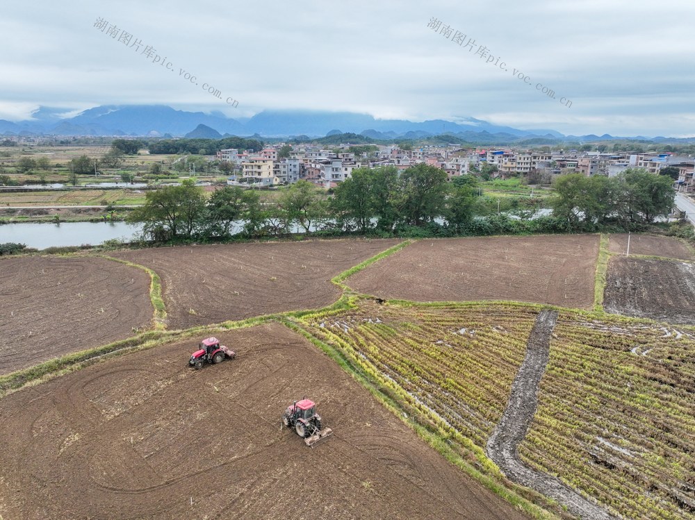 蔬菜
农事
初冬
