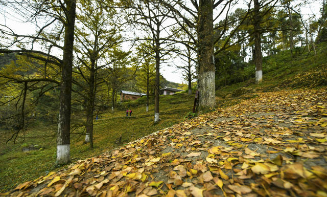 大美中国 冬景 初冬景色 银杏 银杏黄叶 古银杏林 休闲 旅游
