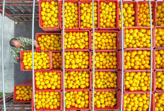 脐橙
道县
果实
