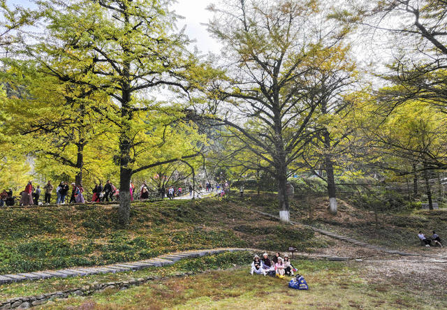 大美中国 冬景 初冬景色 银杏 银杏黄叶 古银杏林 休闲 旅游