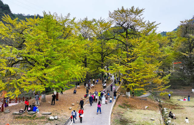 银杏  观赏  旅游  休闲