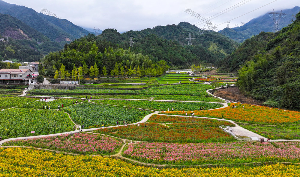 花海  游玩  旅游  观赏