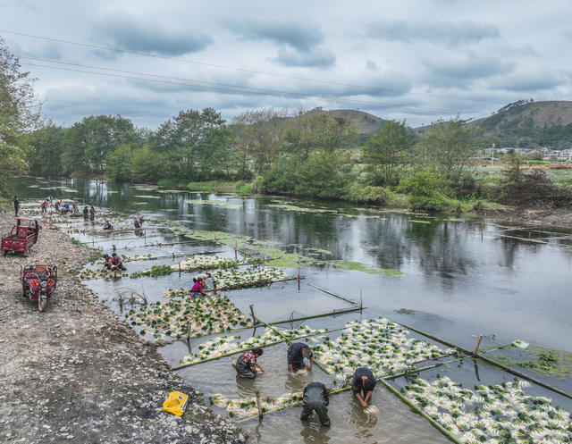 产业
藠头
道县
蔬菜