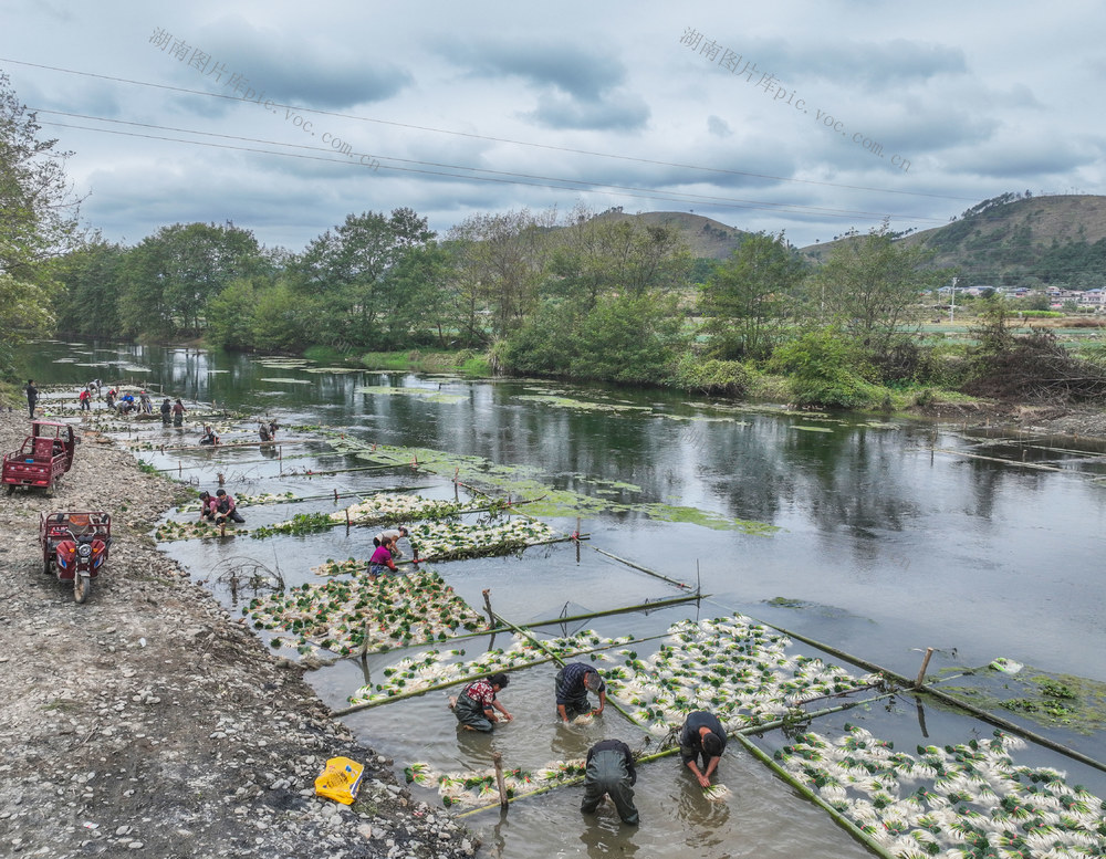 产业
藠头
道县
蔬菜