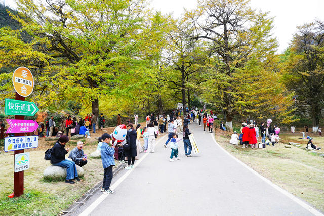 银杏  观赏  旅游  休闲