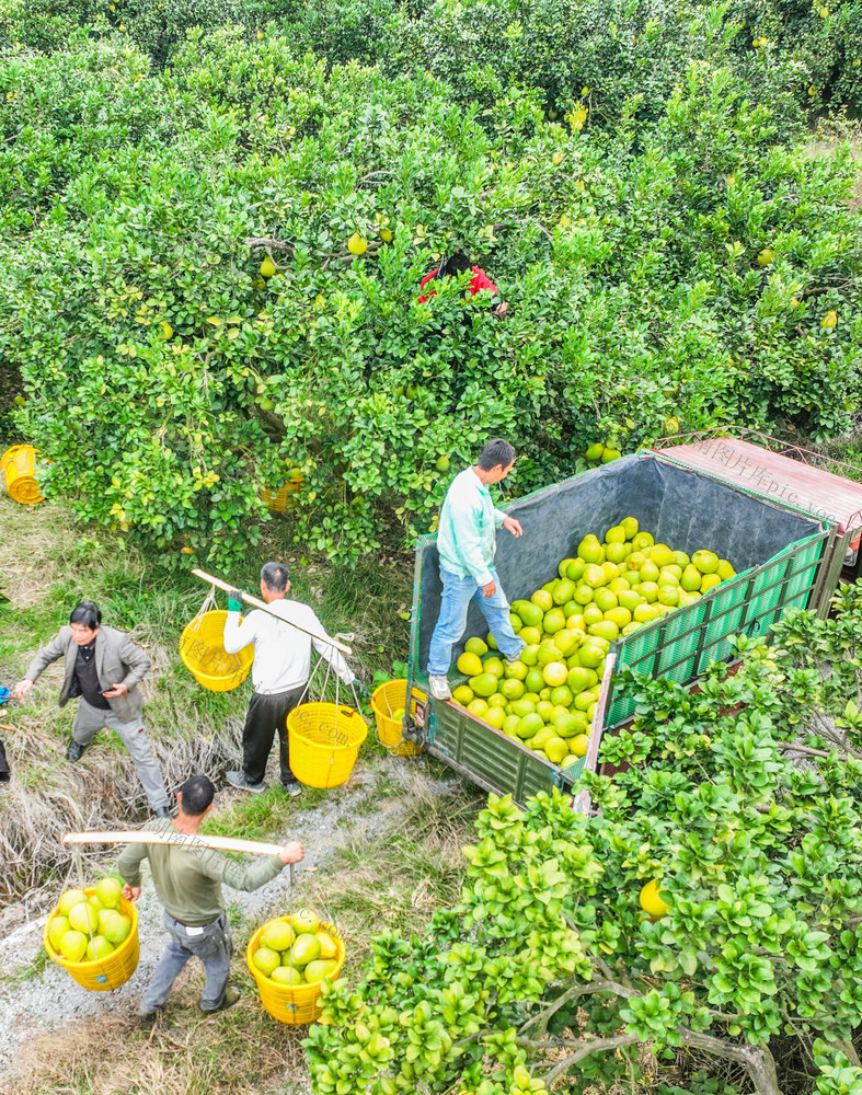 小雪
柚子
采收
道县