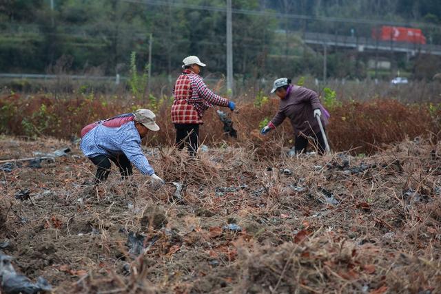 中药材、农业、雷公藤、种植、产业