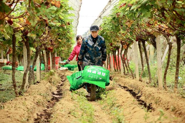 葡萄、农业、田管、农民、产业
