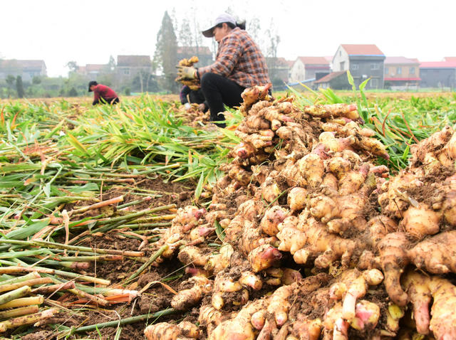 经济  特色种植  生姜  小雪节气 
 生姜采收