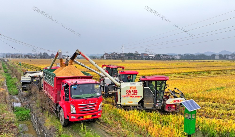 湖南  常宁  晚稻  抢收