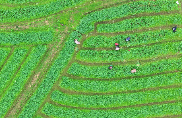 小雪 蔬菜 采收 市场