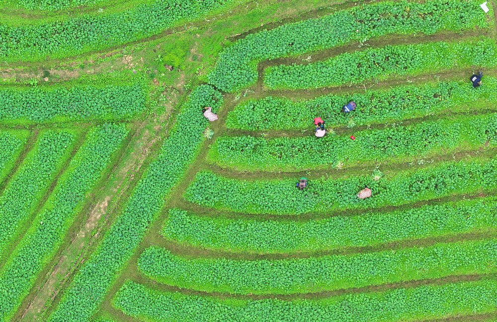 小雪 蔬菜 采收 市场