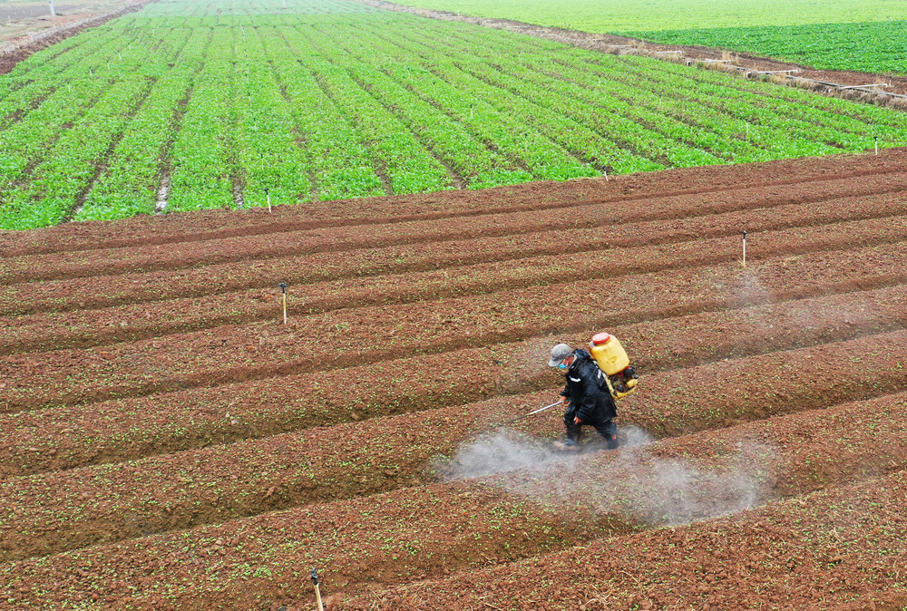 嘉禾：初冬农事忙