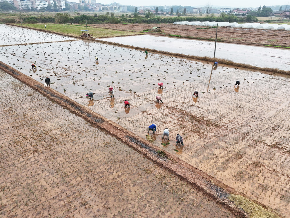 席草  移栽  草席  冬播  冬种  