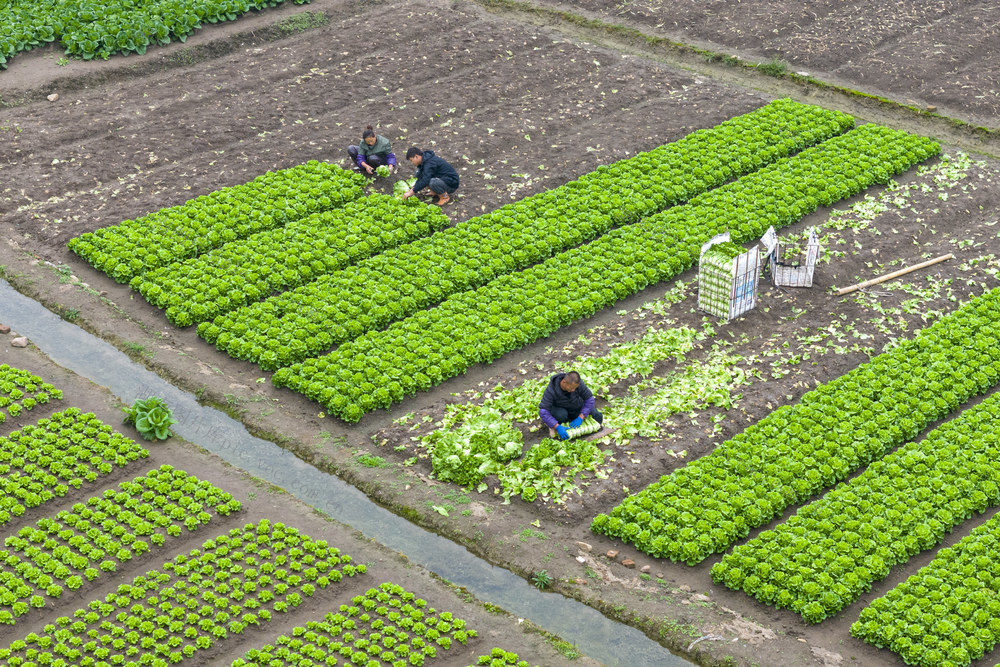 娄底 小雪 采收 农时