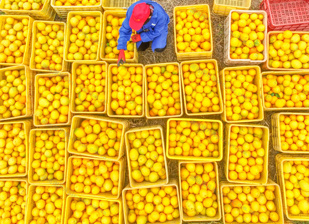 柑橘
特色
脐橙
道县