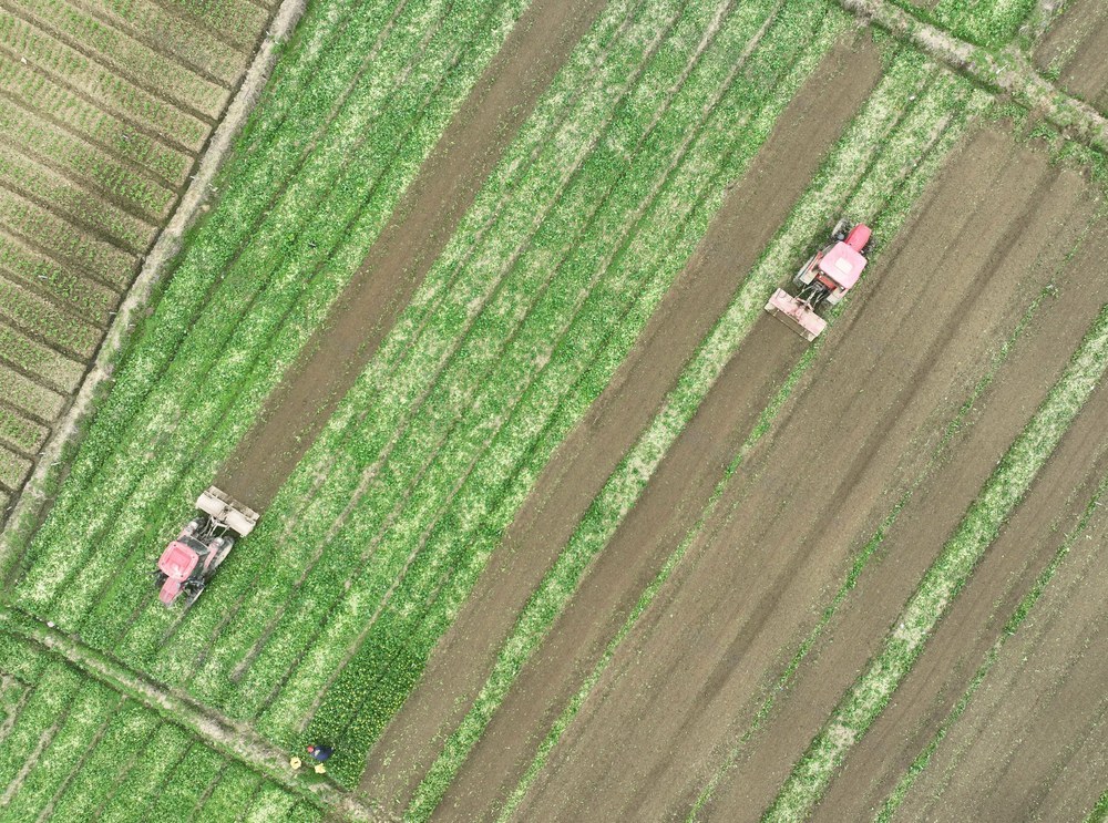 小雪
农事
道县
