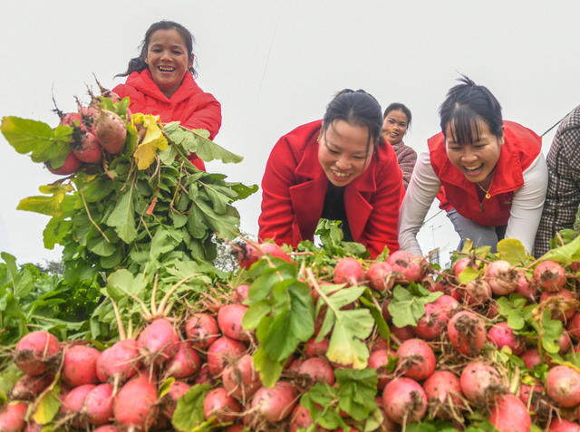 小萝卜促增收
三农
农业
道县