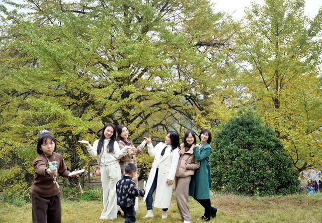 银杏叶黄迎客来