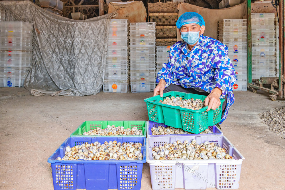 特色养殖  鹌鹑