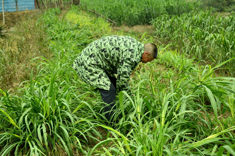 种囗牧草囗效益囗好
