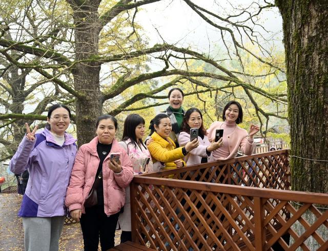 银杏叶黄迎客来
