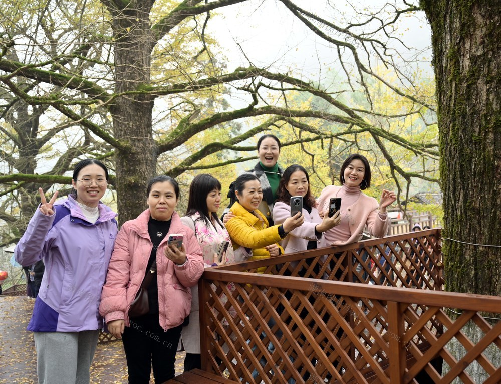 银杏叶黄迎客来