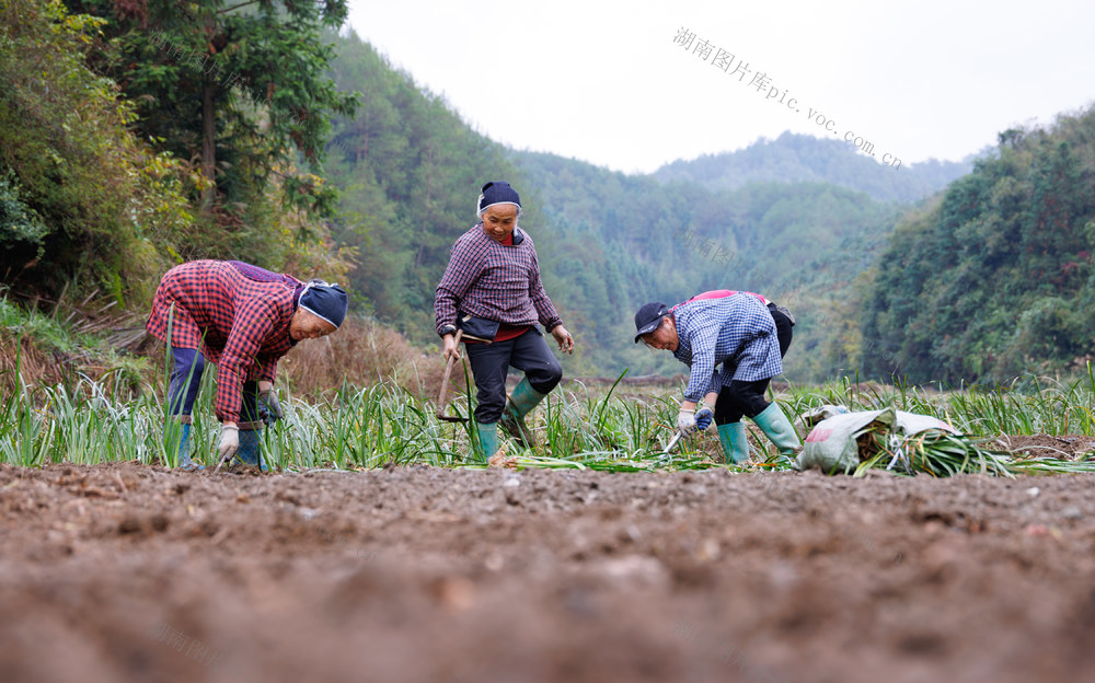 通道 中药材 增收