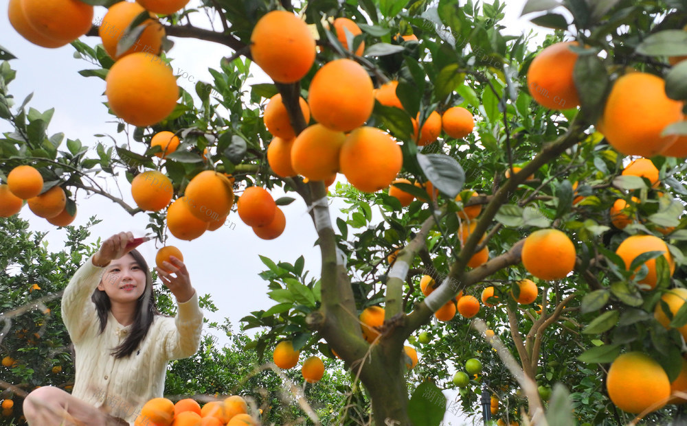 脐橙 采摘 游客 体验
