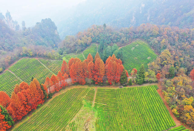 武陵源：冬日茶园美如画