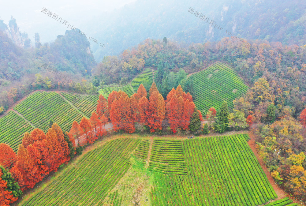 武陵源：冬日茶园美如画
