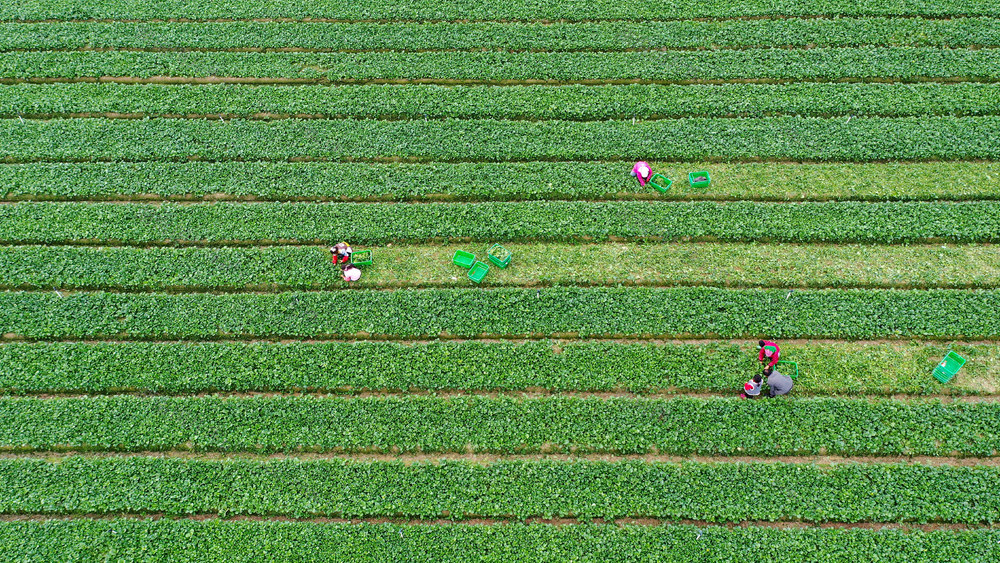 湖南新田：采摘蔬菜 供应市场
