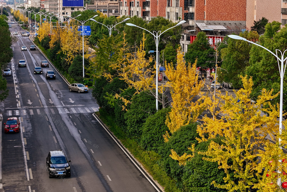 冬日风景 银杏黄