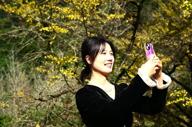 银杏叶黄迎客来