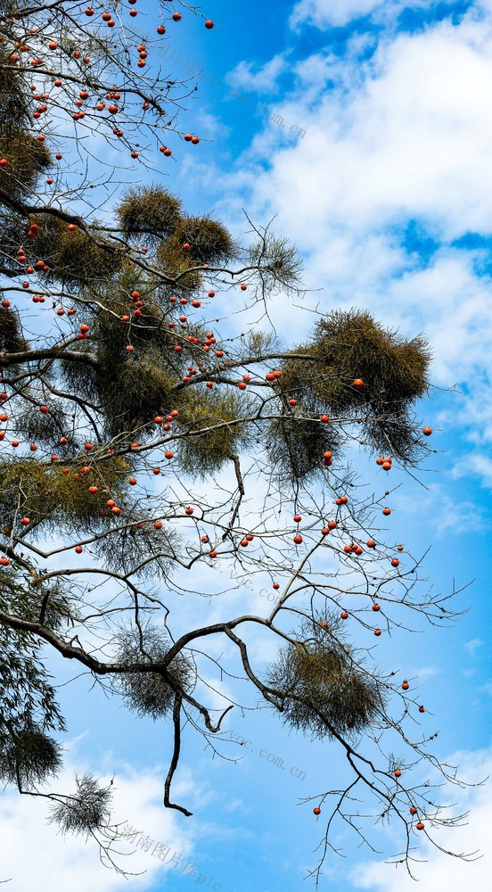 红柿子、和美乡村、冬日