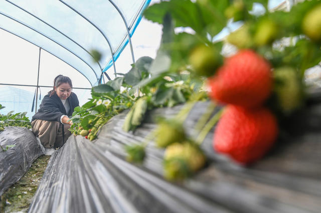 草莓
农旅
道县