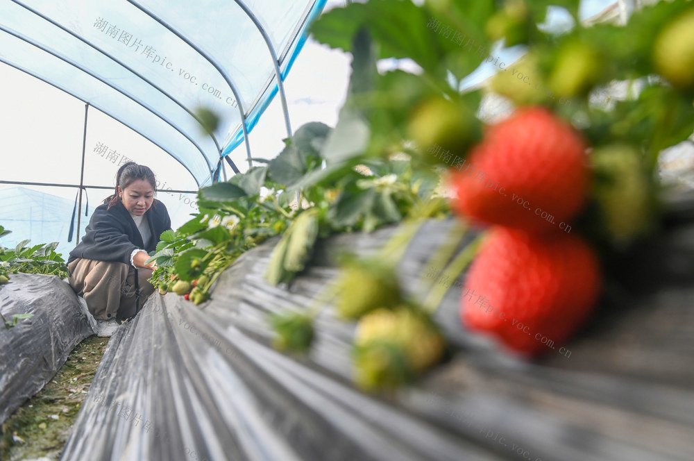 草莓
农旅
道县